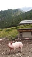 Pig on the farm near the mountains