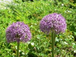 purple spring wildflowers