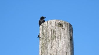 black raven on a wooden pole