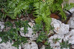 bright green plant on the stone