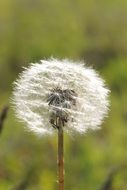 dandelion flower in summer