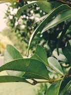 plant with large leaves in a botanical garden close-up on blurred background