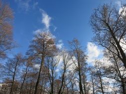 white clouds above tall trees