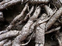 old tree roots