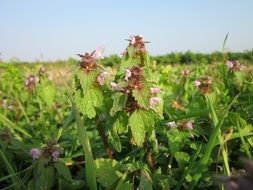 Glade of the lamium purpureum