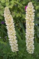white blooming lupine in the garden
