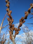 common sea-buckthorn shrubs