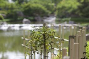 Macro Picture of green plant and leaves in summer time