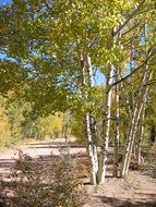birch trees in the autumn forest