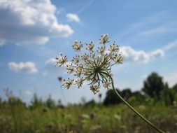 carota daucus flora