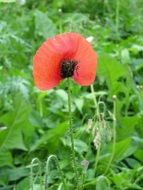 wild poppy blooming on meadow at summer