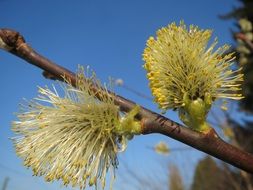 great sallow inflorescence