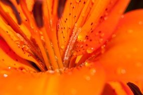 orange lily in drops of water close-up