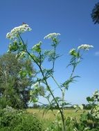 chaerophyllum bulbosum plant in summer