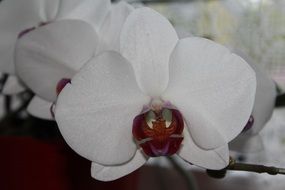 white orchid blossoms