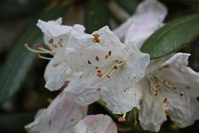 unusual white buds
