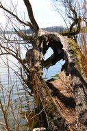 dead split tree on the lake