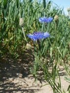 blue centaurea cyanus closeup