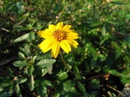 yellow flower in the garden