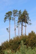 tall trees on the mountain