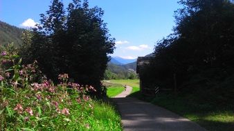 road through a forest in south tyrol