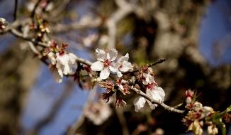 almond tree, blooming branch