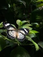 Black and white butterfly among foliage