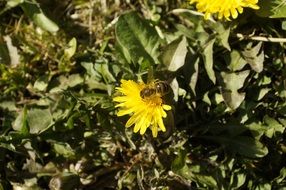 honey Bee on Dandelion among leaves