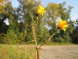 picris hieracioides hawkweed