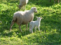 Sheep and lamb on a meadow