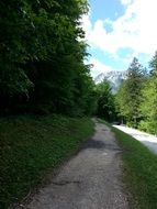 Narrow path in a forest