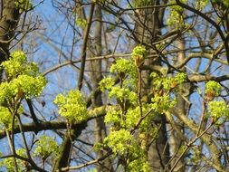 norway maple tree in bloom