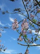 Beautiful blossoming paulownia tomentosa tree with colorful flowers at blue sky background with white clouds