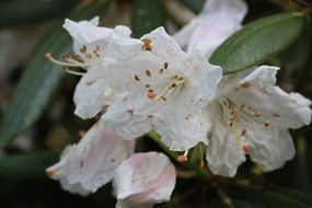 white flowers on a tree branch in nature