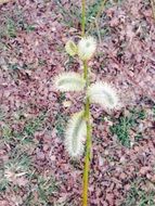 new willow twig with catkins