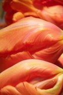 Spring tulip flowers