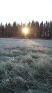 twilight over the grass in the frost