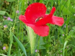 Beautiful scarlet poppy and other colorful flowers on green field