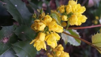 spring yellow flowers blossom