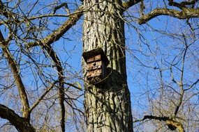 birdhouse on a tree trunk