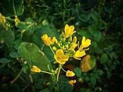 wild plant with yellow flowers