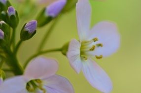 tender flowers macro shot