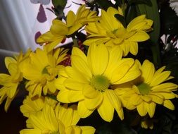 a bouquet of yellow daisies