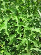 heracleum sphondylium plant in summer