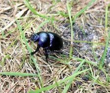 black beetle on dry grass close up