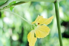 yellow spring plant