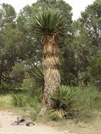 palm tree in tropical forest