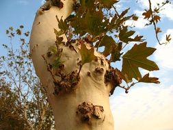 Picture of the green tree