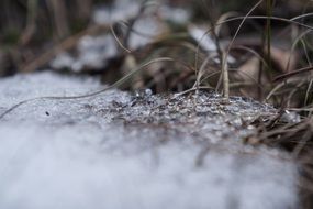 macro of melting snow on the grass