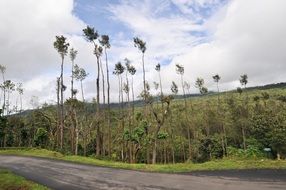 Landscape of the mountains and palm trees